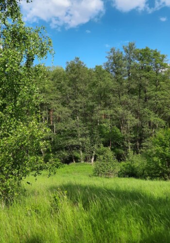 widok na las dookoła glampingu